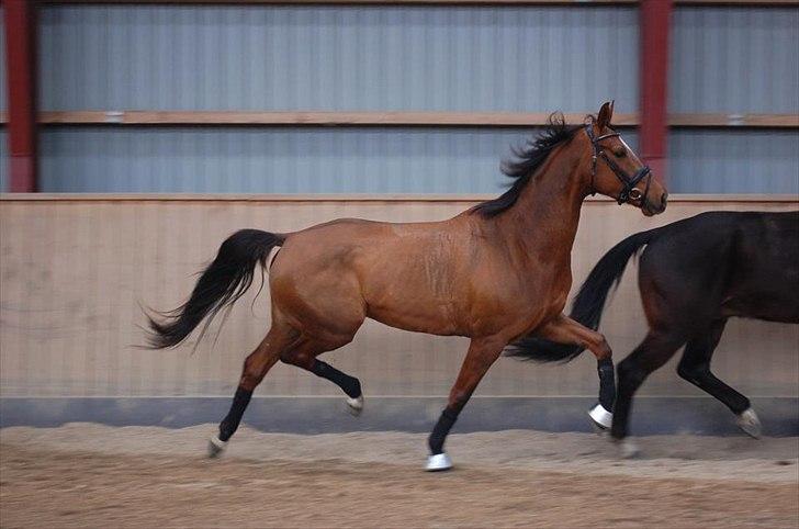 Dansk Varmblod Dalia Imhoff - Jaja, du er fin ;) billede 6
