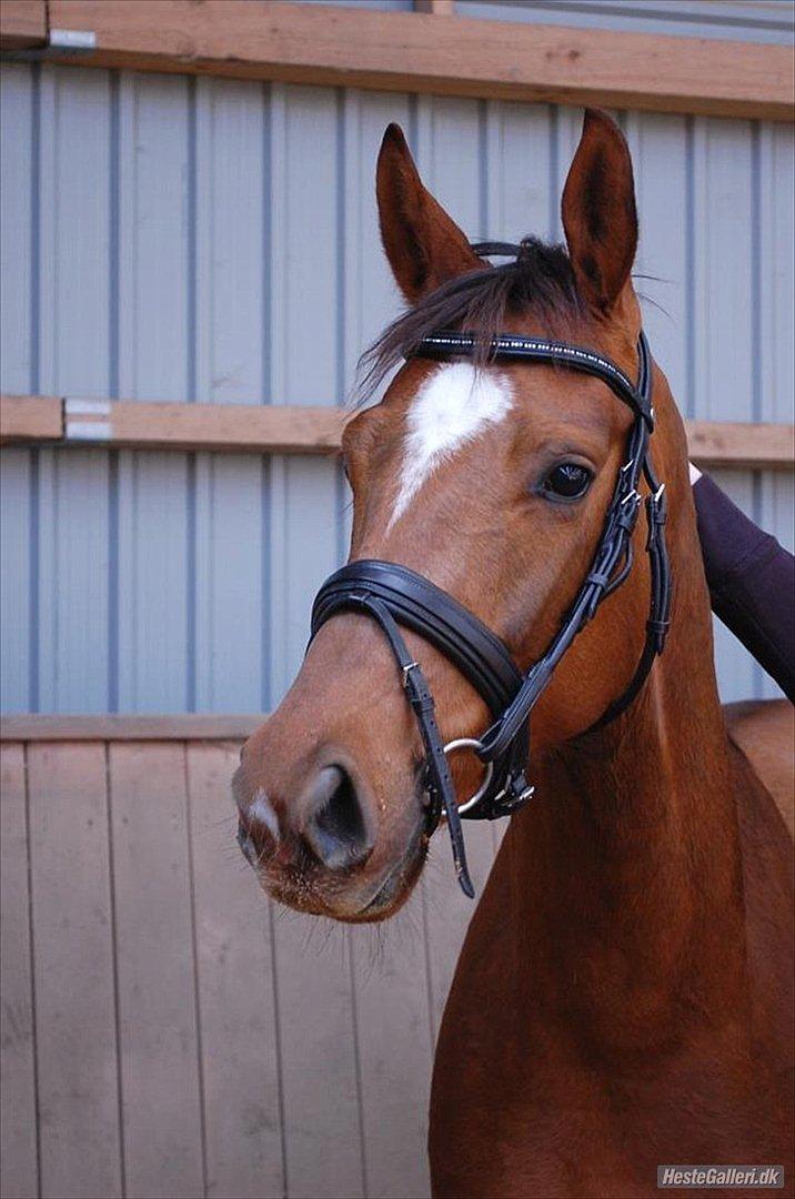 Dansk Varmblod Dalia Imhoff - Fooooooooooooootogen<3 billede 5