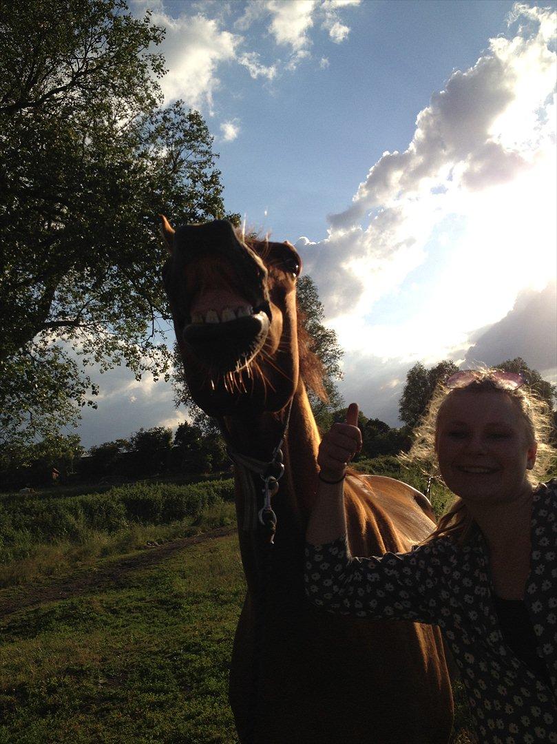 Dansk Varmblod Dalia Imhoff - Hygger på folden med Dalle <3 billede 3