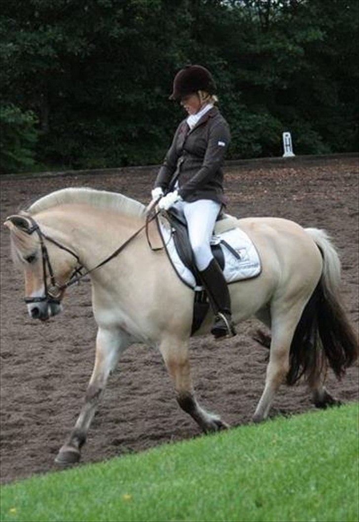 Fjordhest Birkens Morel billede 1