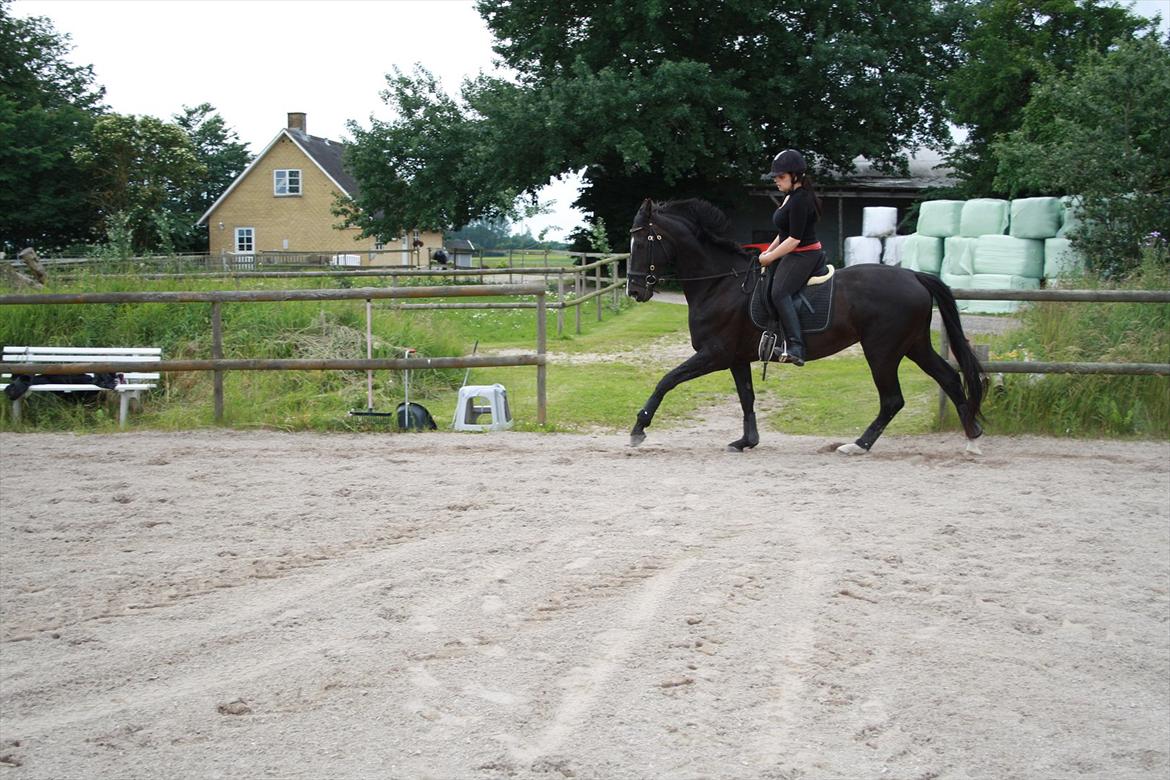 Hollandsk Varmblod Seja billede 9