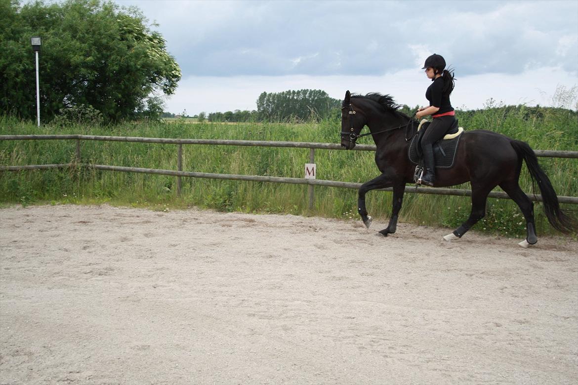 Hollandsk Varmblod Seja billede 10