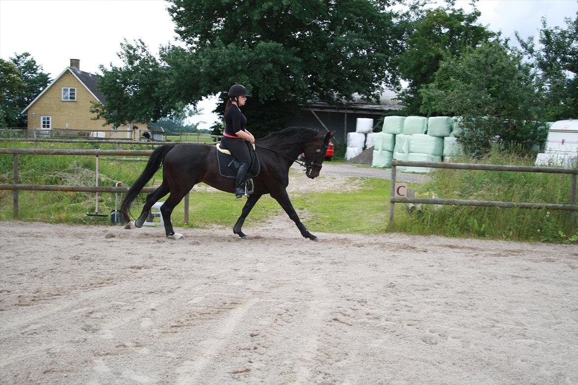 Hollandsk Varmblod Seja billede 11