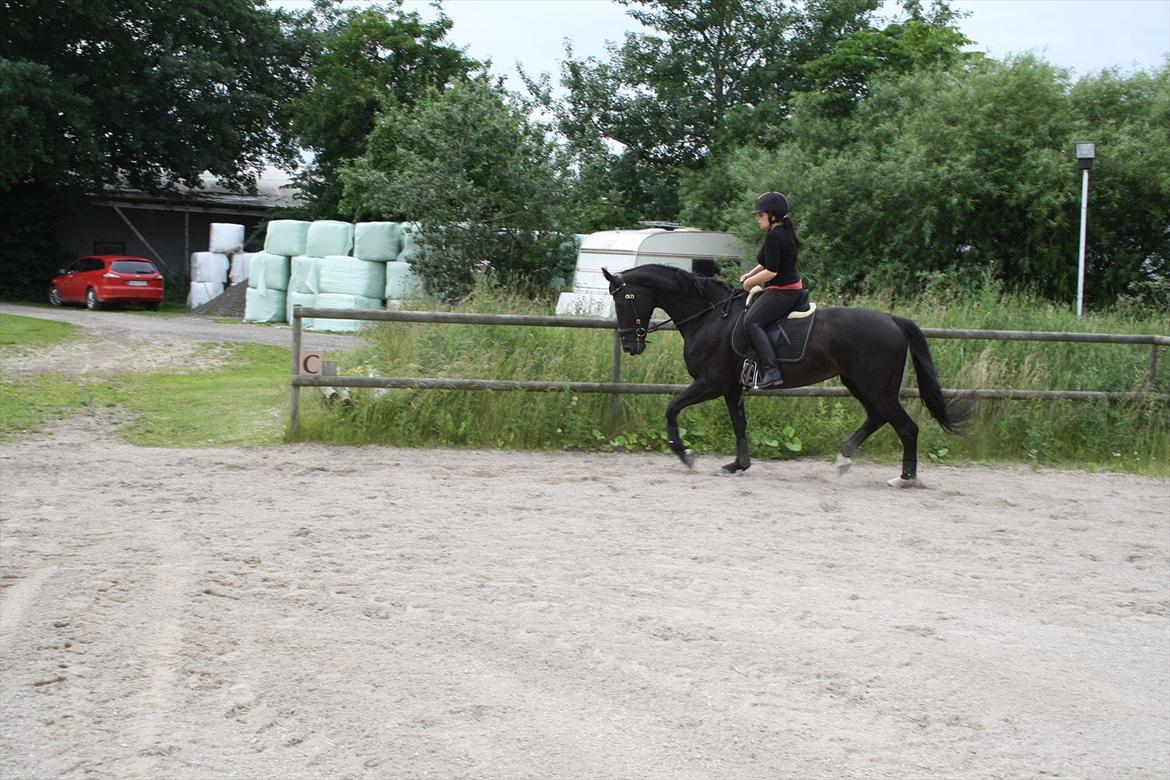 Hollandsk Varmblod Seja billede 12