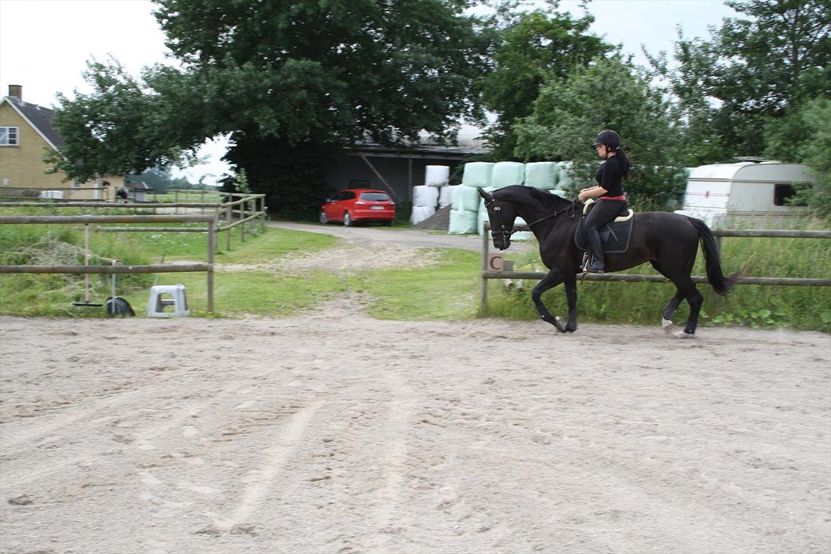 Hollandsk Varmblod Seja billede 13