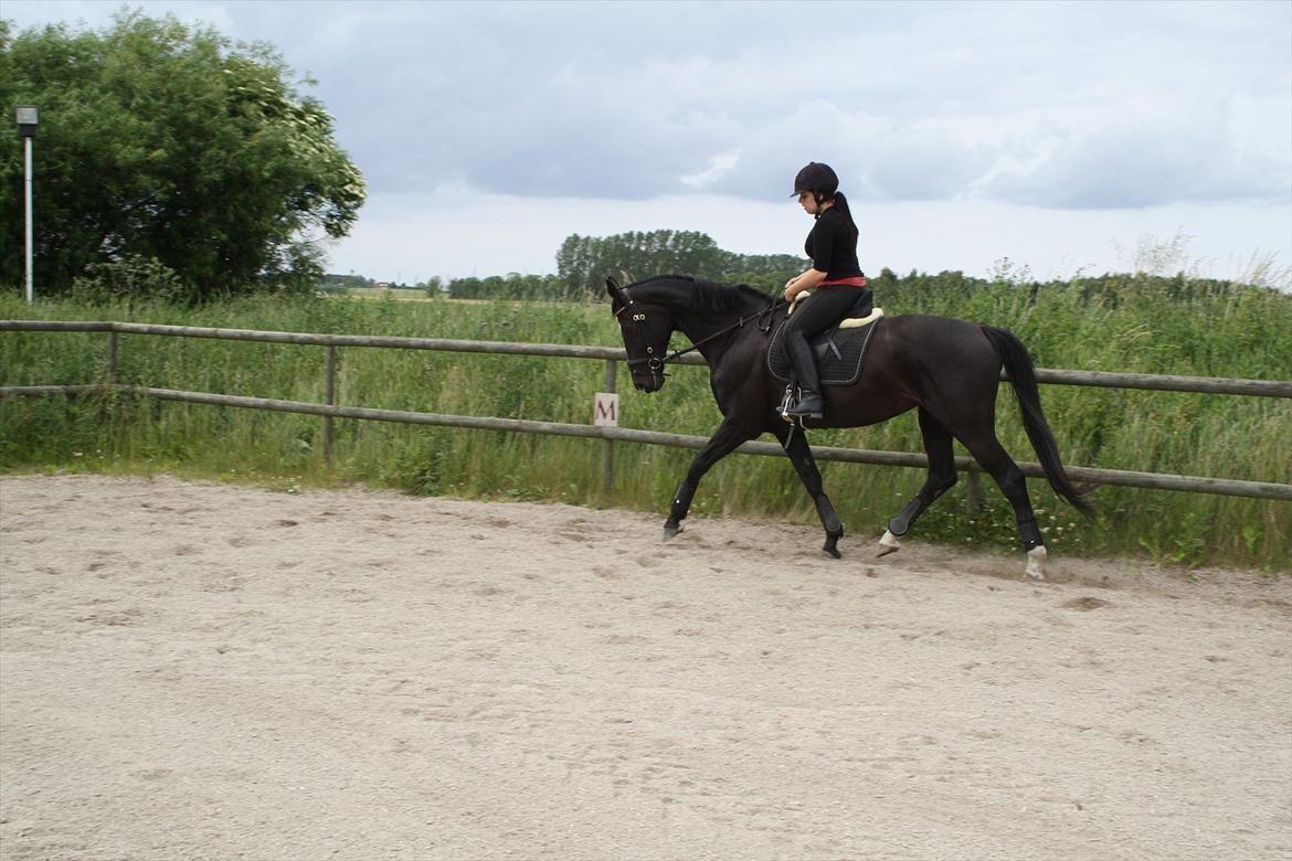 Hollandsk Varmblod Seja billede 14