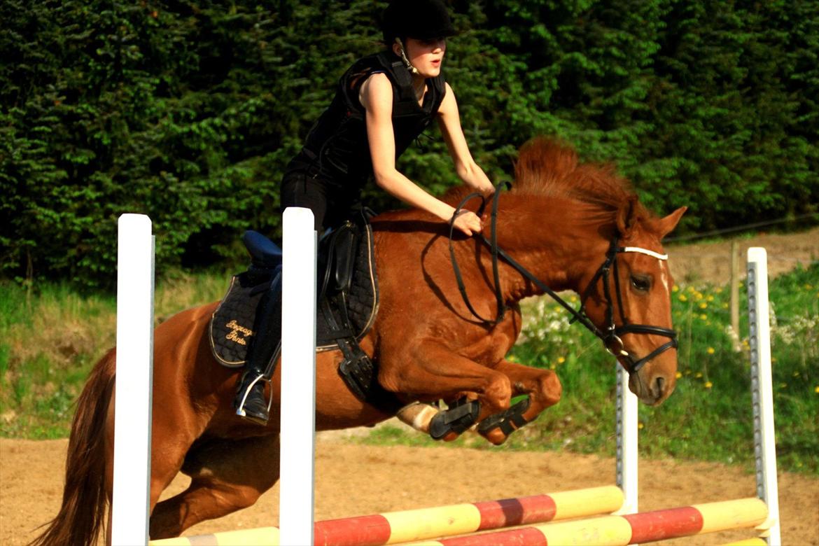 New Forest Reigershoeve Debbie (B-PONY) - Så er den gamle MA springpony på banen! <3 billede 19