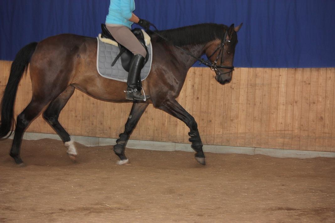 Hannoveraner Romantika R.I.P billede 13