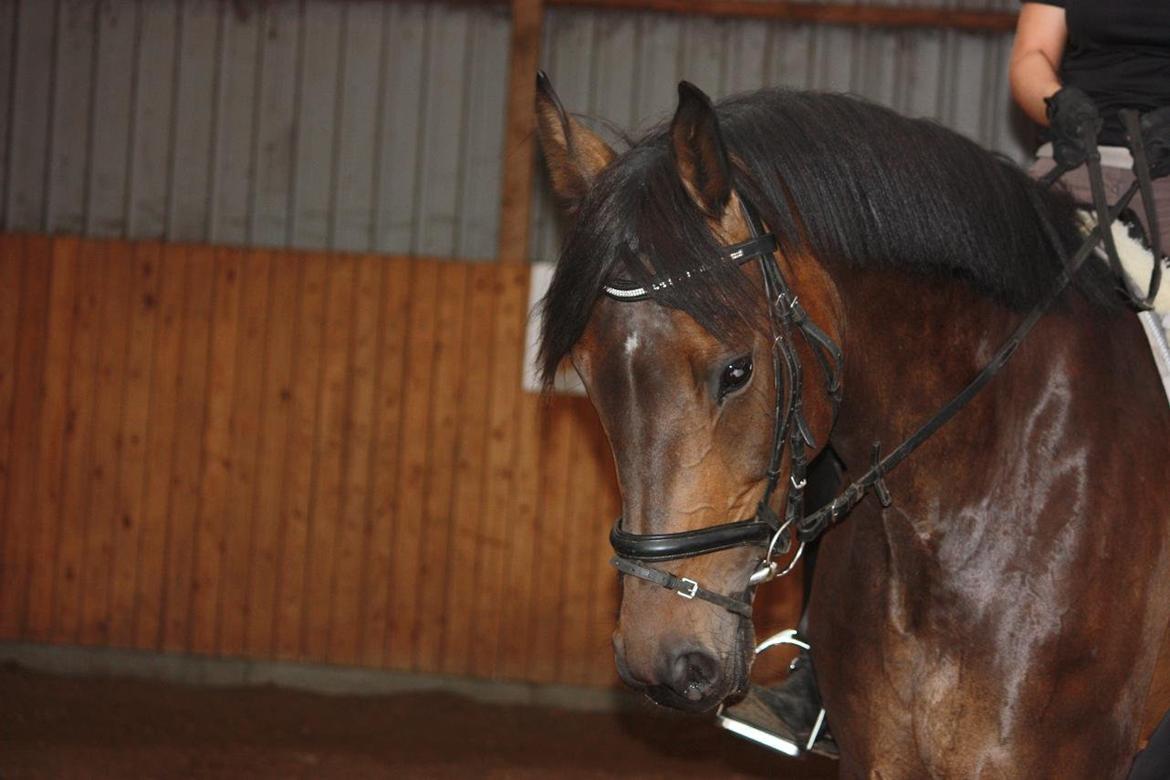 Hannoveraner Romantika R.I.P billede 17