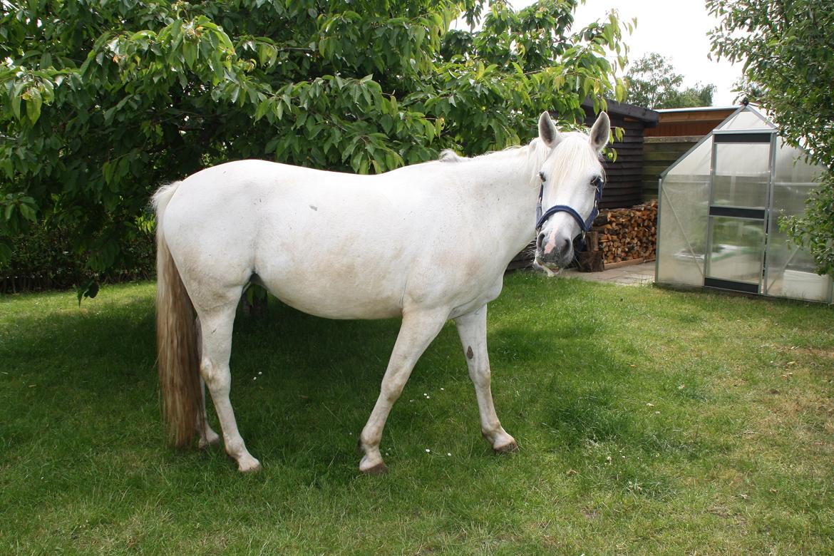 Connemara Mona - Foto: Louise Heilmann K Sørensen (mig) billede 16