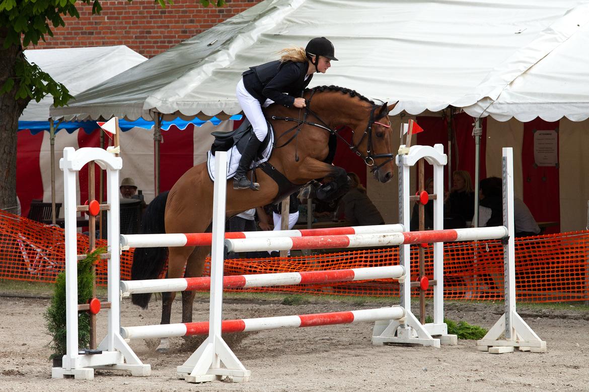 Svensk Varmblod Queens Dandelion(Lille Bjørn)*B-Pony* - Mig og Lille Bjørn i første MA fejlfrit til første landsstævnet på Næstved Sportsrideklub <3 billede 14