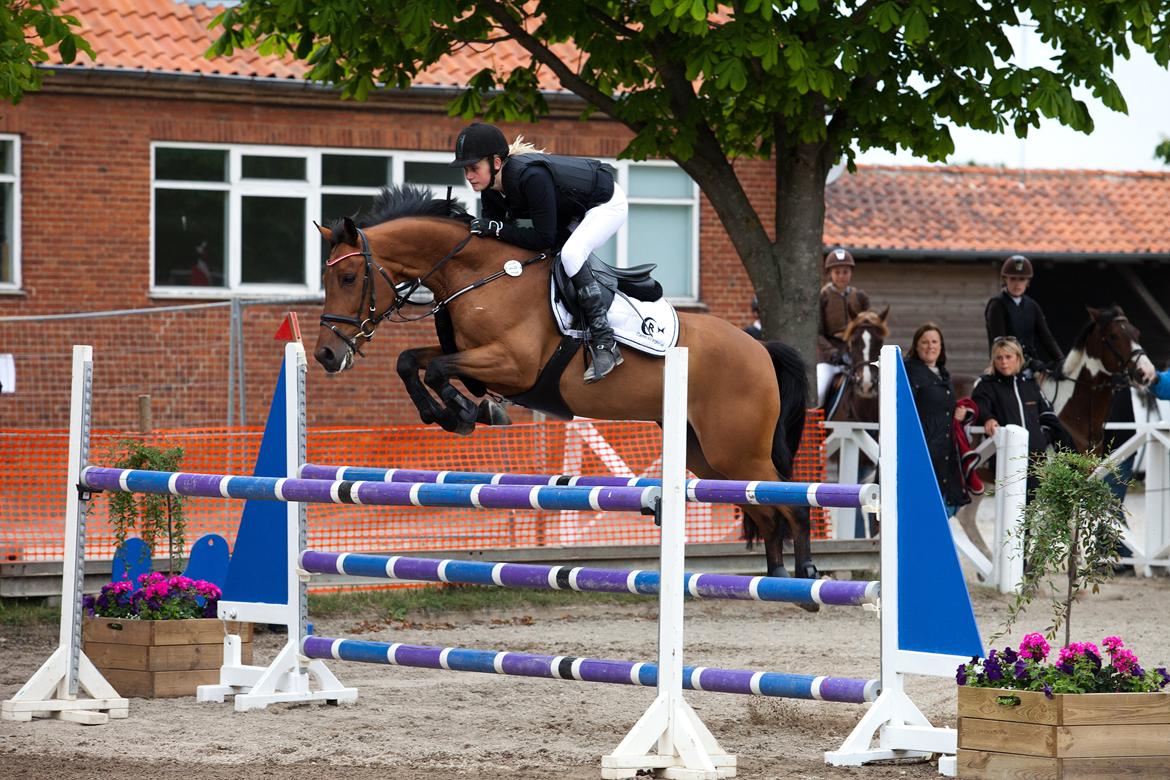 Svensk Varmblod Queens Dandelion(Lille Bjørn)*B-Pony* - Mig og Lille Bjørn i første MA fejlfrit til første landsstævnet på Næstved Sportsrideklub <3 billede 13