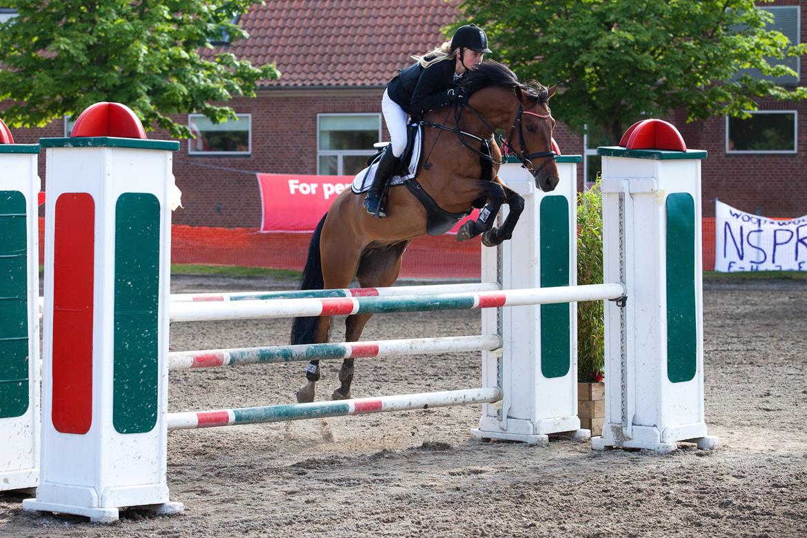 Svensk Varmblod Queens Dandelion(Lille Bjørn)*B-Pony* billede 15