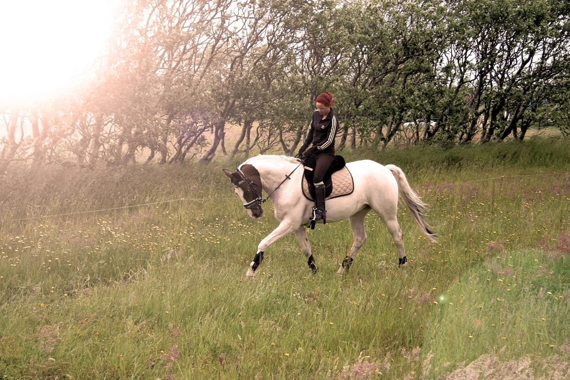 Pinto Mr. Hilton Aquador The lll - For at få en ven, vær en ven! 
aldrig har jeg haft en ven som dig! billede 2