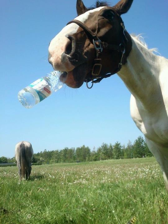 Pinto Mr. Hilton Aquador The lll - Du har bare noget med de vandflasker dit navn står på :P <3  billede 10