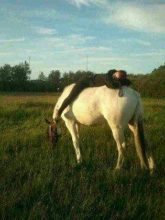 Pinto Mr. Hilton Aquador The lll - Dejlig sommer aften <3 billede 11