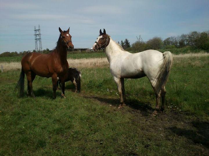 Pinto Mr. Hilton Aquador The lll - Sikke Flot du står her :) 
hvad har du set ? :D billede 7