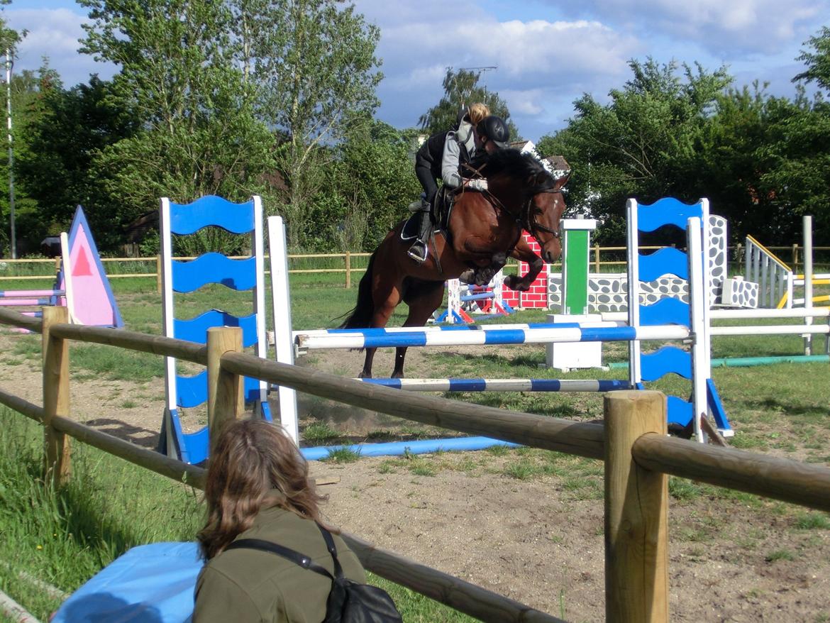 Anden særlig race OZZY billede 14