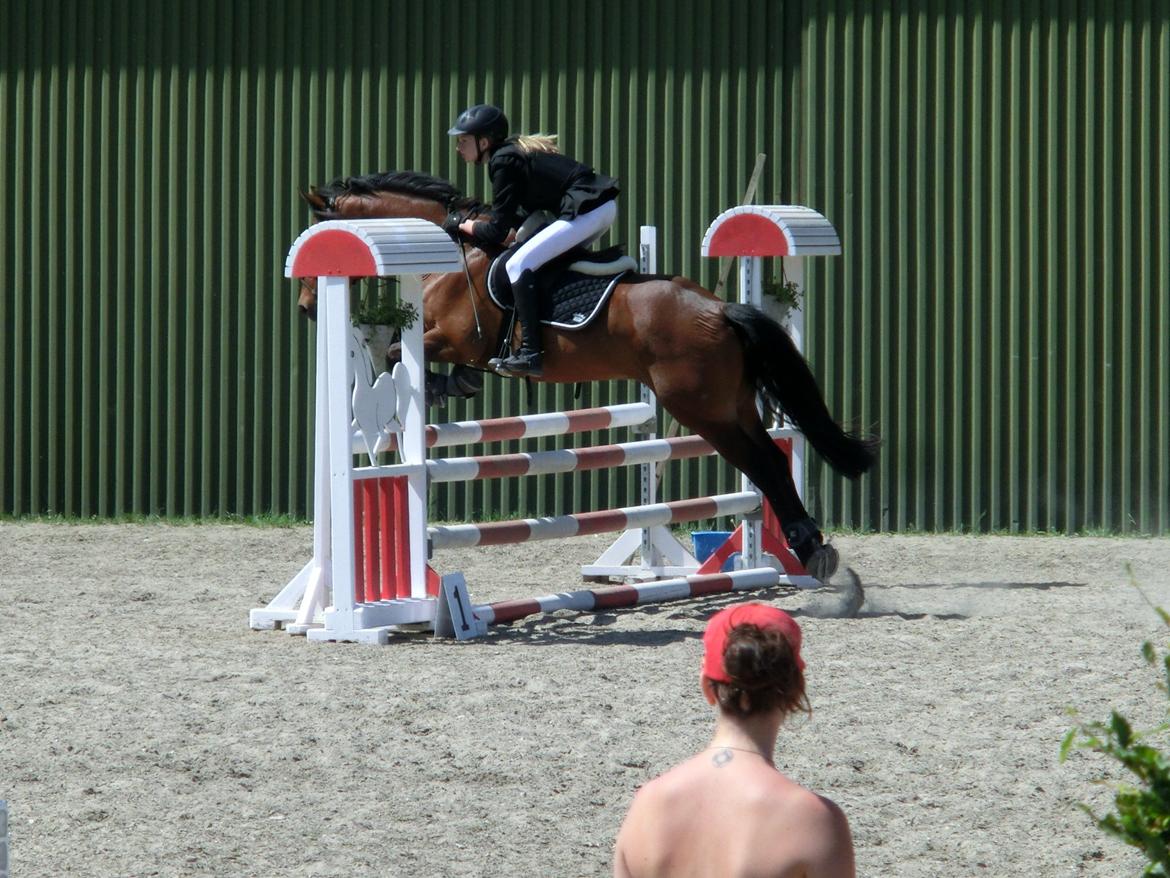 Anden særlig race OZZY billede 15