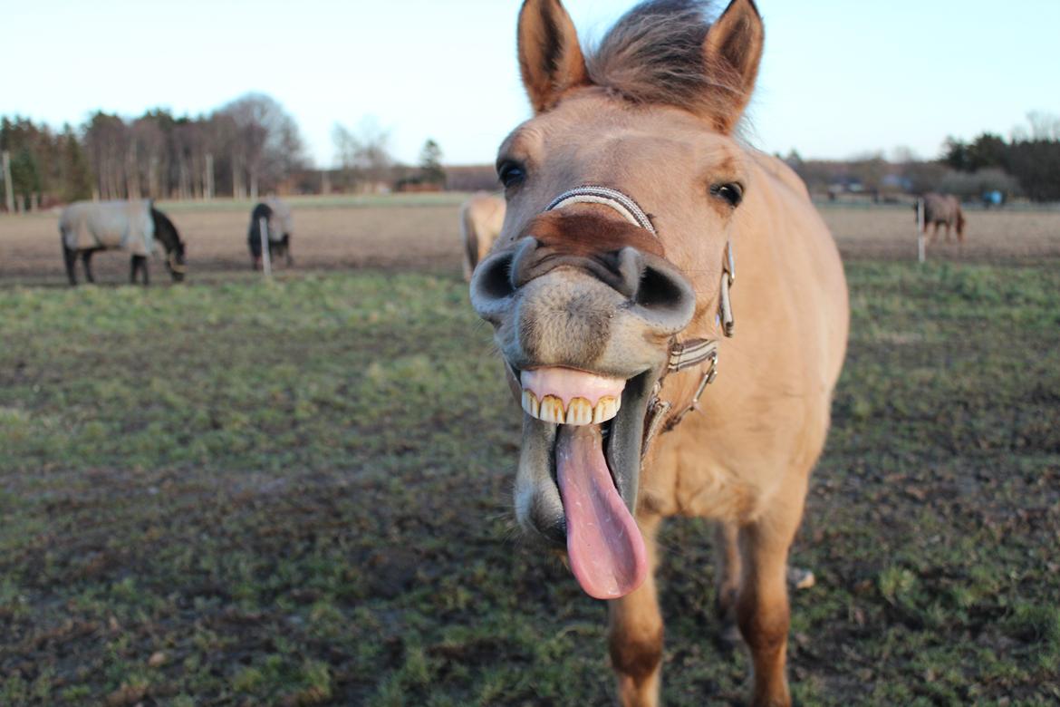 Anden særlig race Momrik [Min baby] - 14 Januar 2012 ~ Charmetrold!♥ (Foto: Mig) billede 14