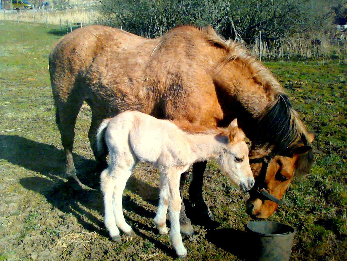 Anden særlig race Momrik [Min baby] - År 2005 ~ Momse da han kun var en bætte skid♥ (Foto: Tidligere ejer) billede 17