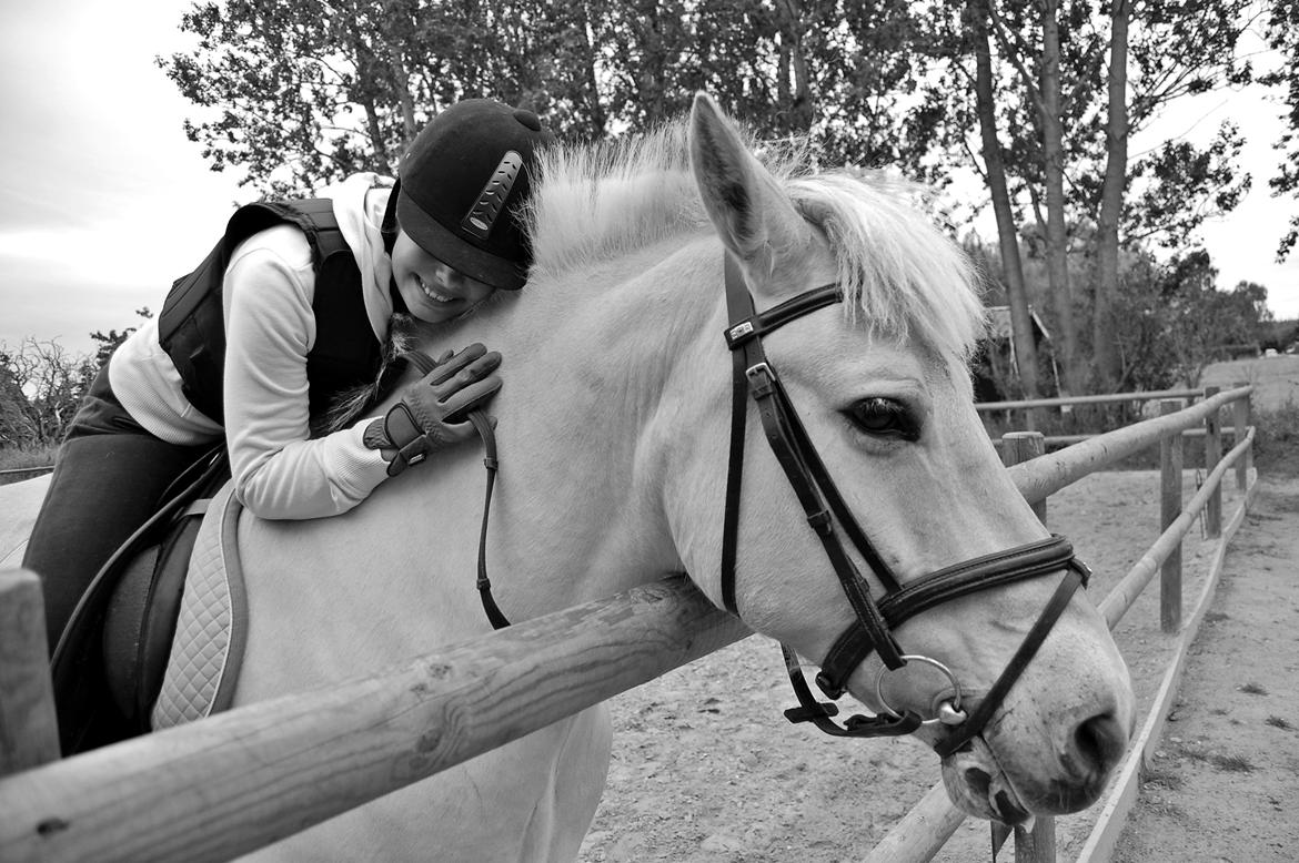 Fjordhest Prins - Du vil ALTID have en plads i mit hjerte <3 billede 13