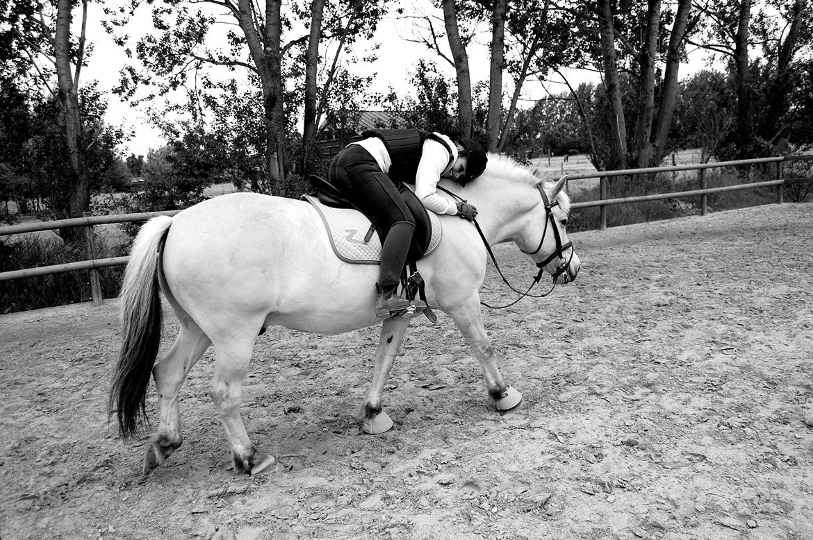Fjordhest Prins billede 15