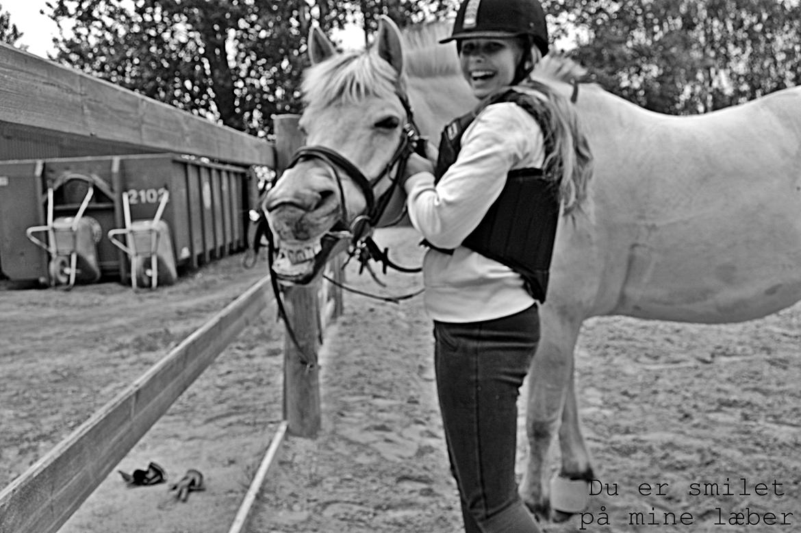 Fjordhest Prins - Du er smilet på mine læber <3 billede 18