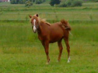 Anden særlig race Nice Surprice billede 16