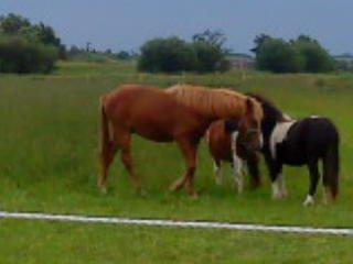 Anden særlig race Nice Surprice billede 17