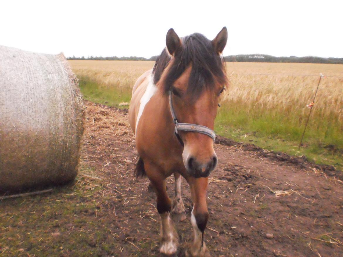 Anden særlig race Isabella billede 9