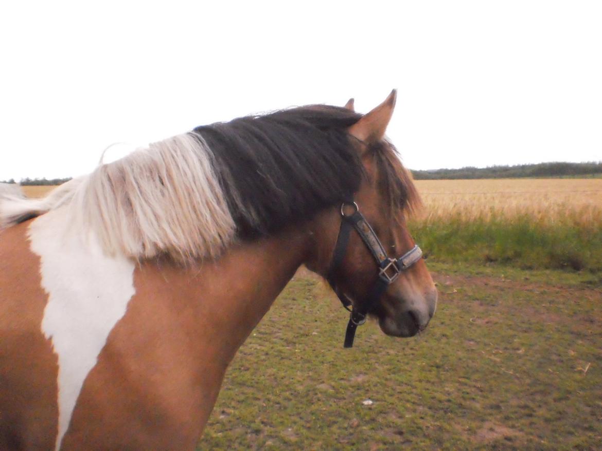 Anden særlig race Isabella billede 10