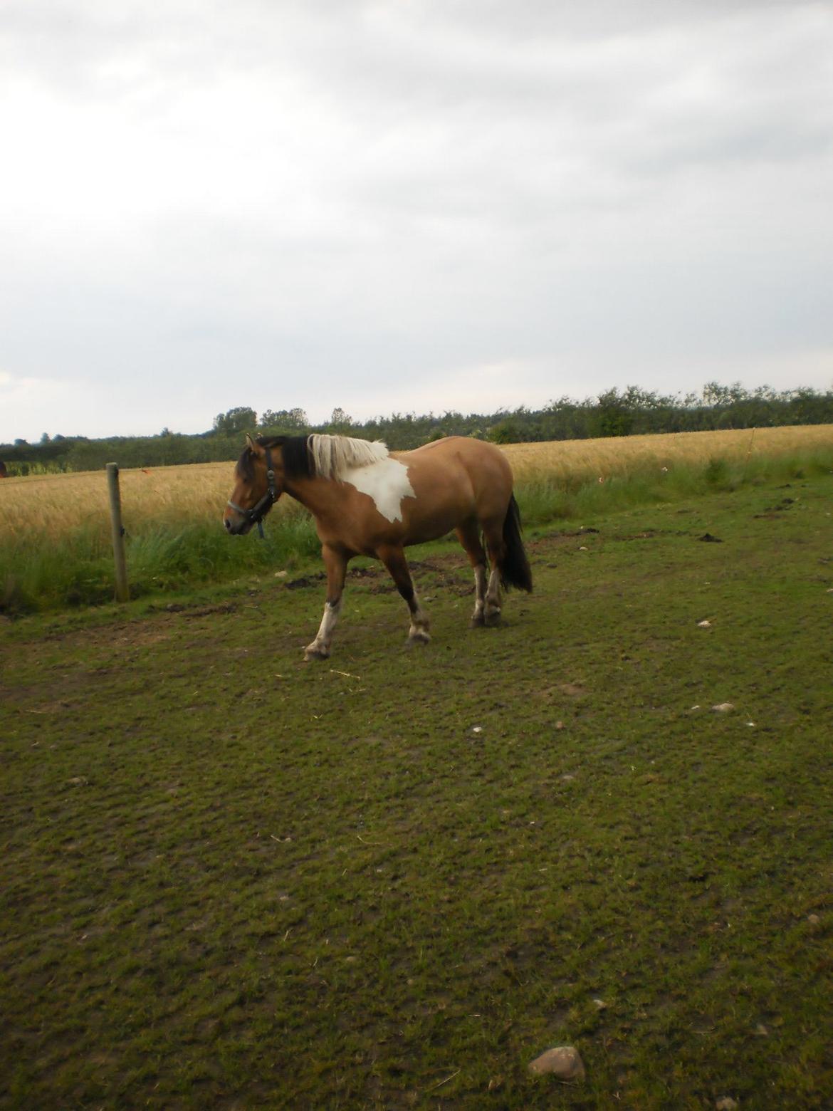 Anden særlig race Isabella billede 12
