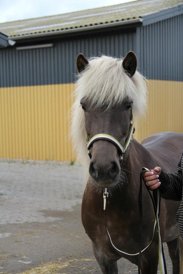 Islænder Vinda Fra Akureyri  billede 2