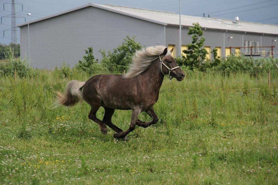 Islænder Vinda Fra Akureyri  billede 8