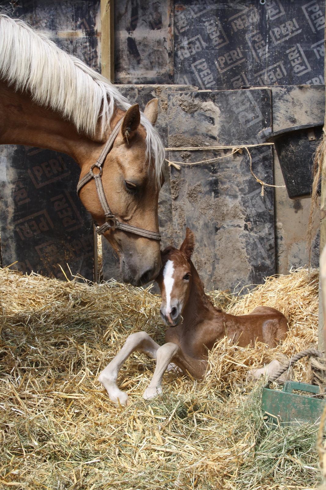 Palomino Wede's Miss Dia  - hej med jer billede 6