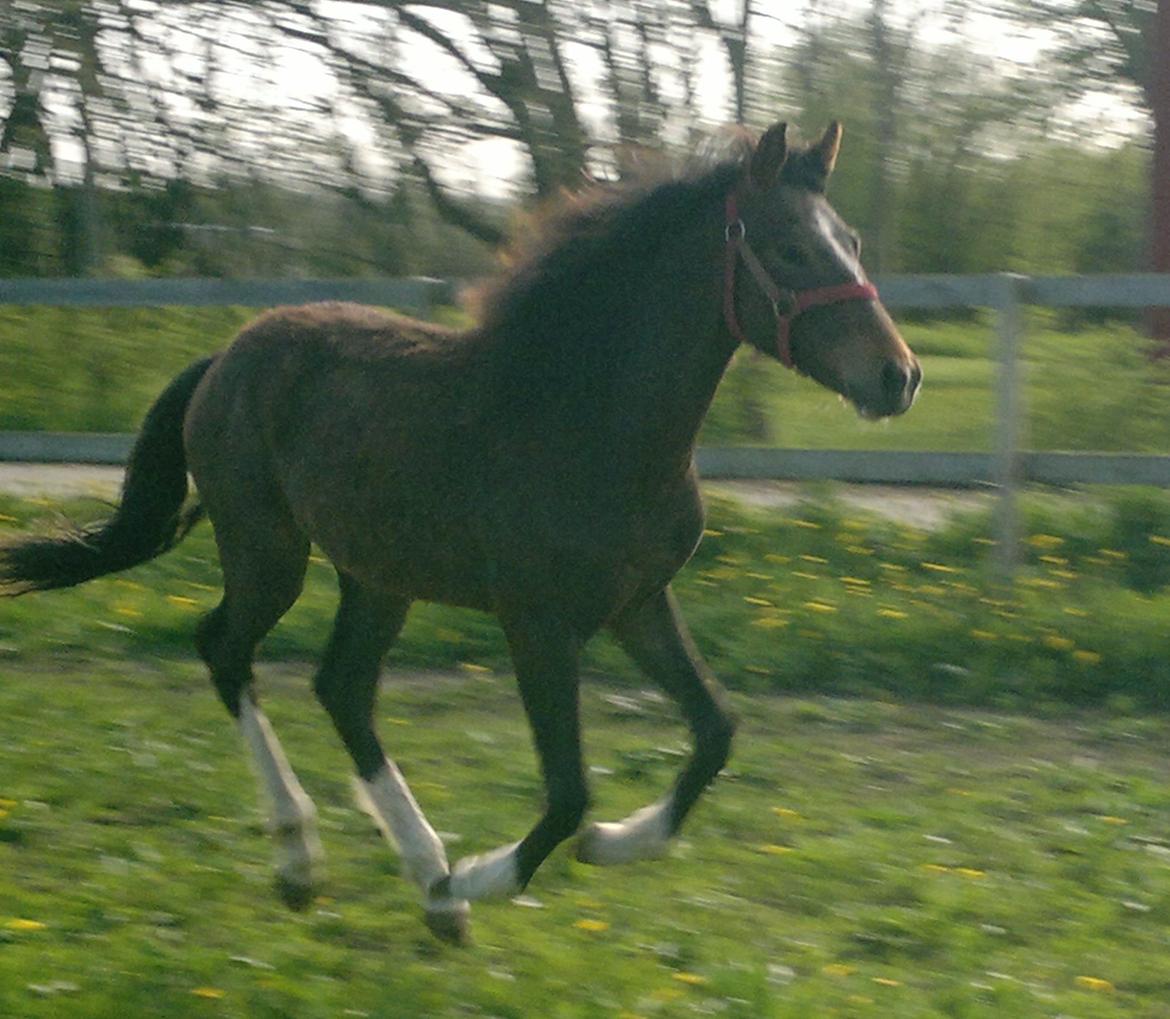 New Forest Lillevangs Loke billede 1