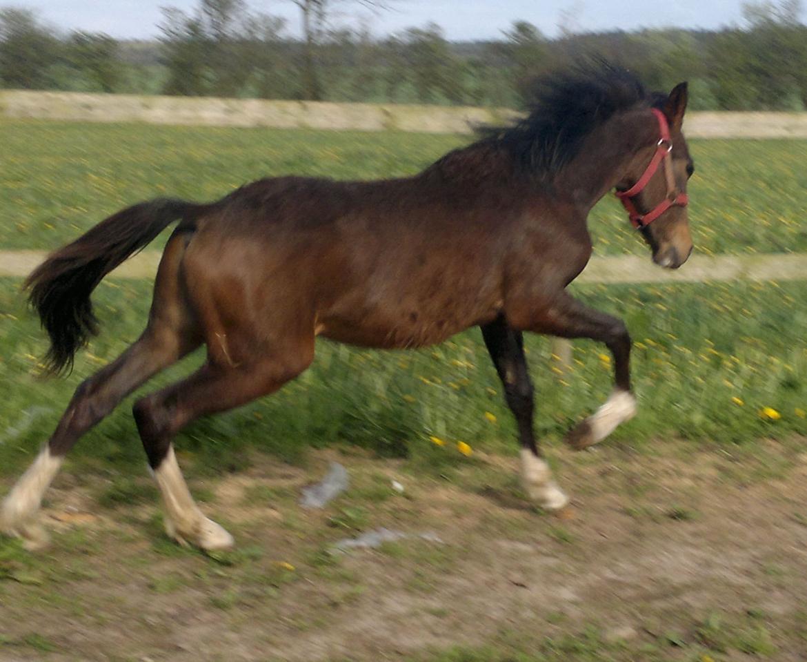 New Forest Lillevangs Loke billede 2