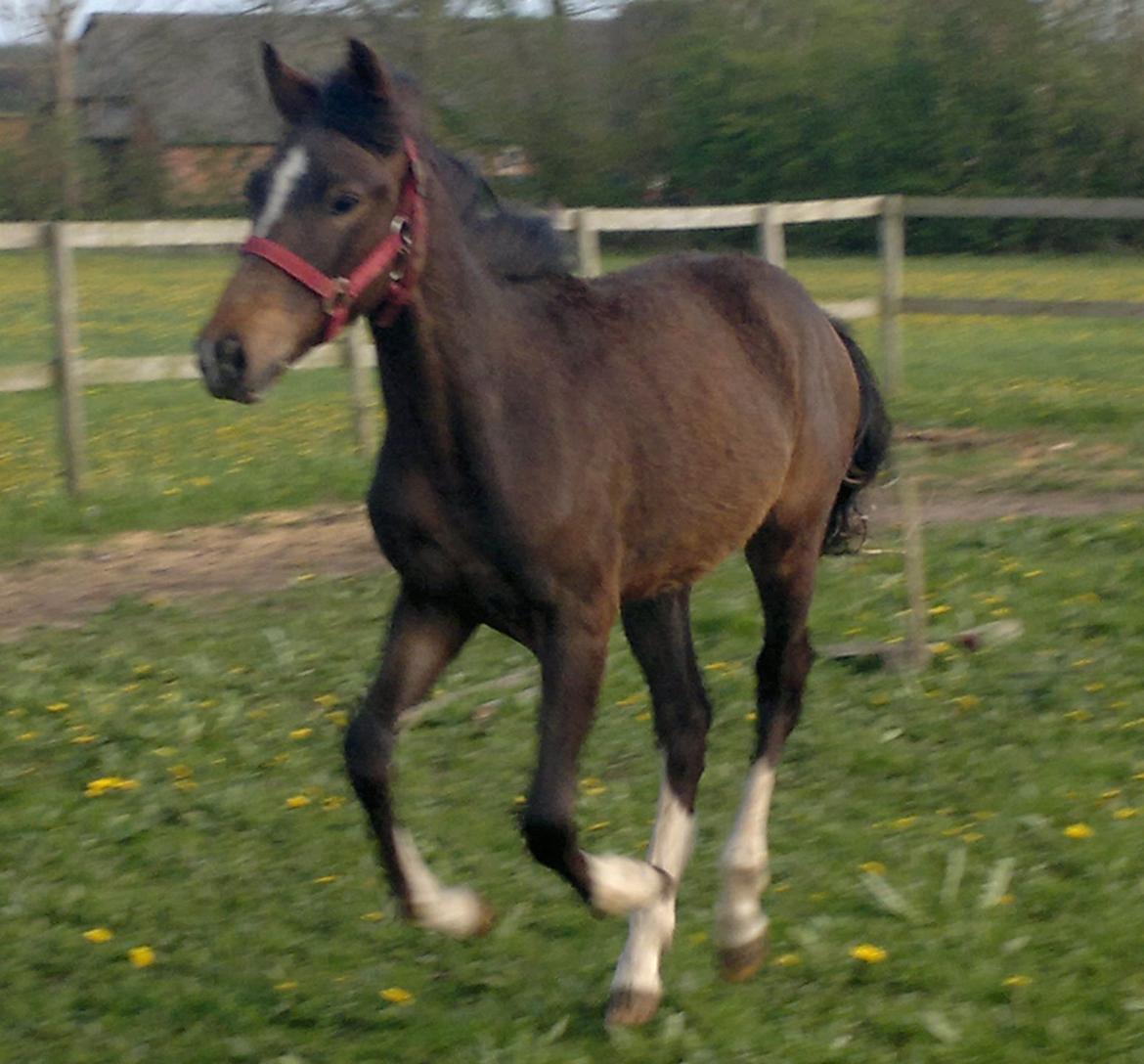 New Forest Lillevangs Loke billede 3