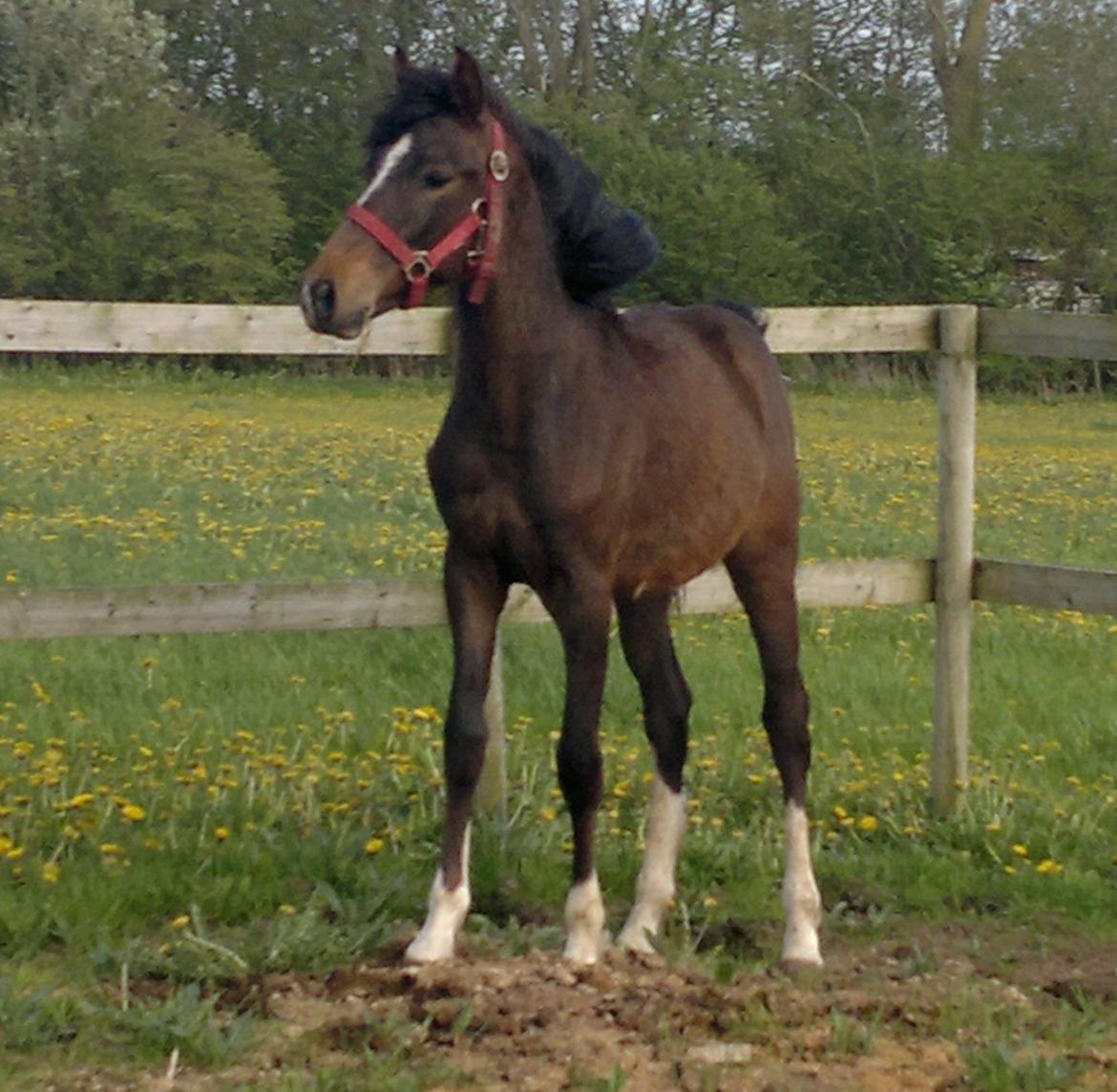 New Forest Lillevangs Loke billede 4