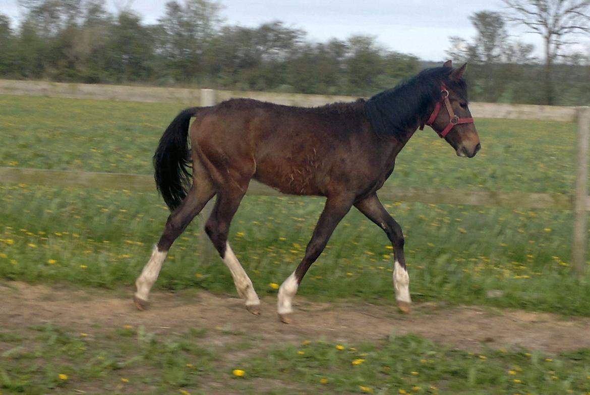 New Forest Lillevangs Loke billede 5