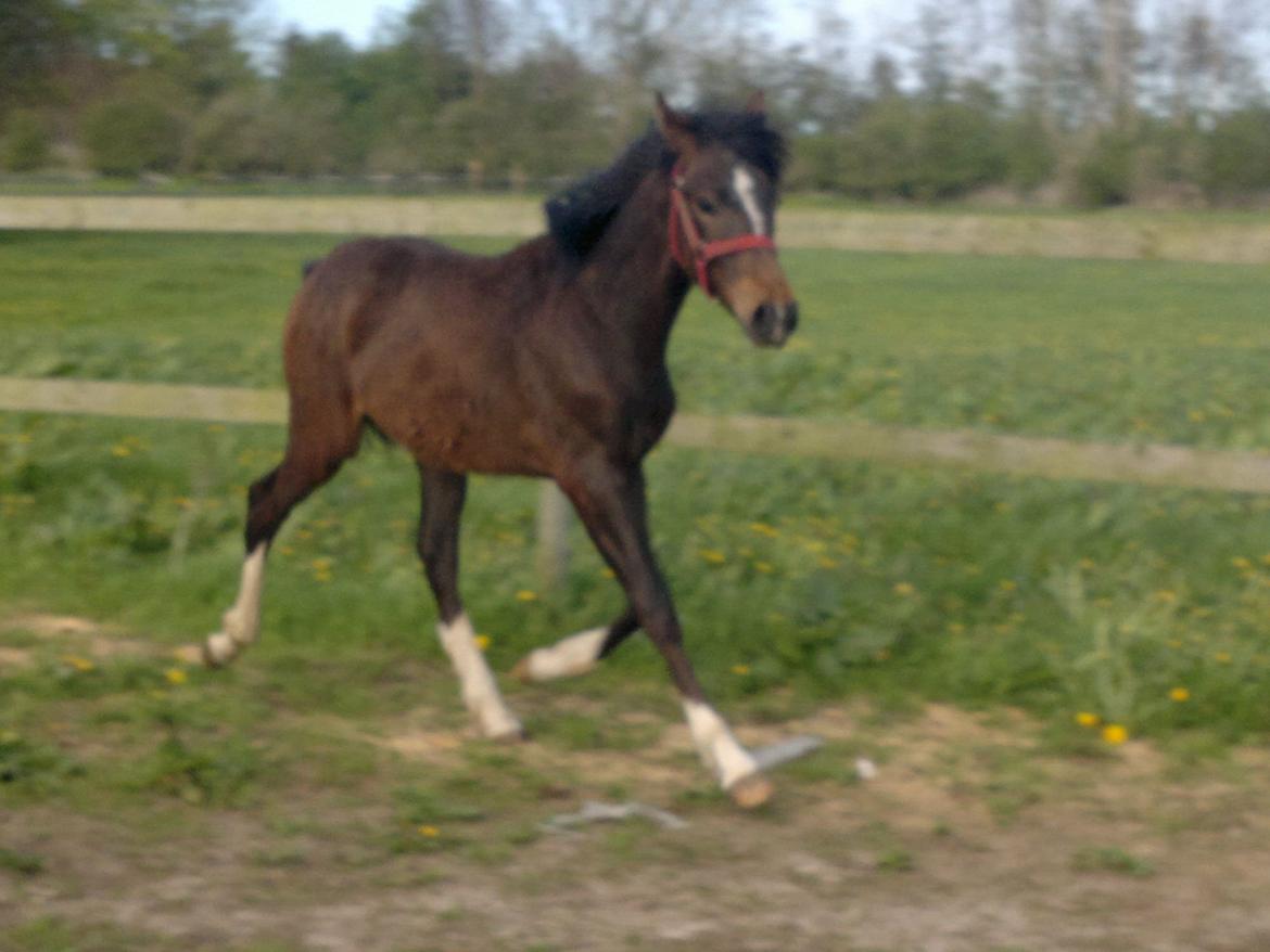 New Forest Lillevangs Loke billede 6