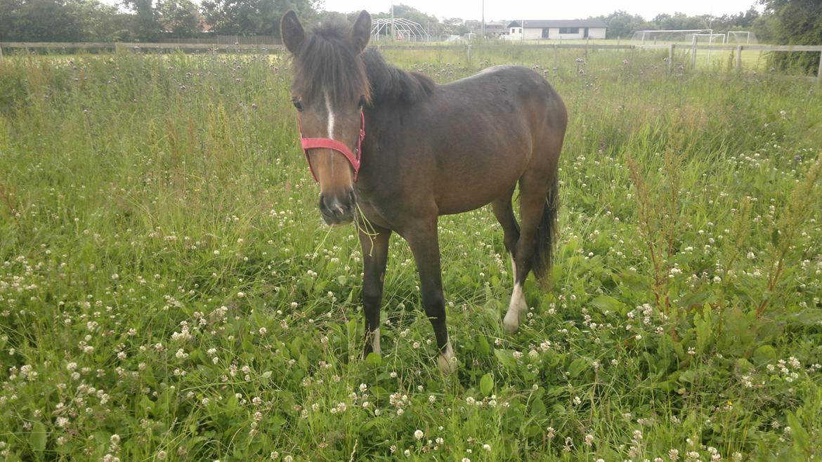 New Forest Lillevangs Loke billede 7