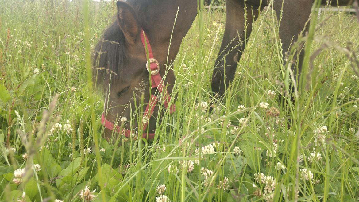 New Forest Lillevangs Loke billede 8