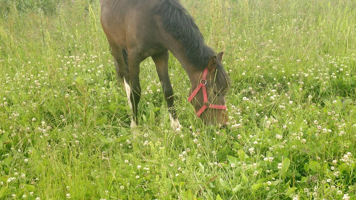 New Forest Lillevangs Loke billede 9