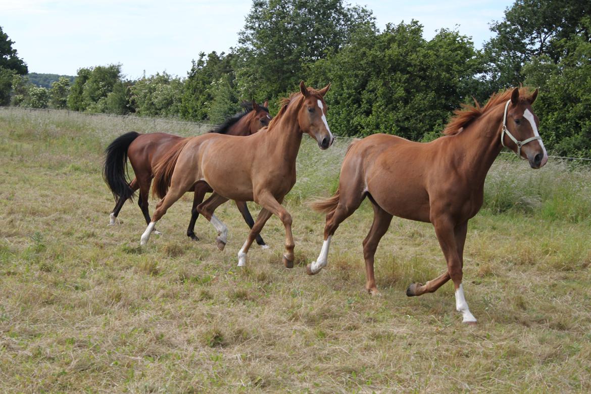 Anden særlig race Charlatan <3 - Leg på marken :-) billede 13