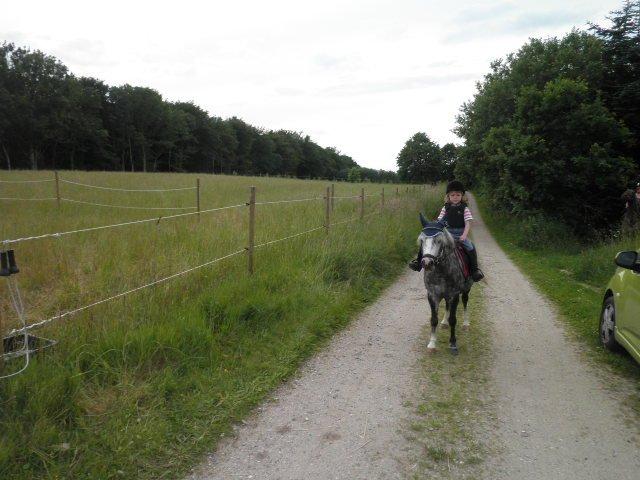 Welsh Mountain (sec A) Sisse. Himmelhest.  - Hjemme igen efter en god skovtur,sommer 2012. billede 13