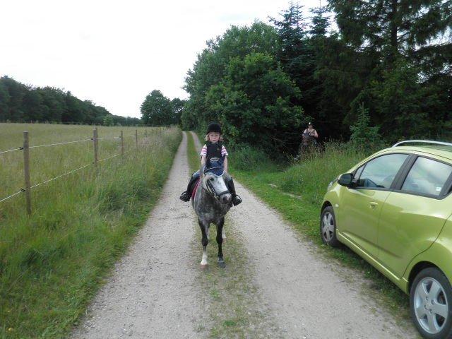 Welsh Mountain (sec A) Sisse. Himmelhest.  - De er så dygtige til at gå forest tihi.. billede 14