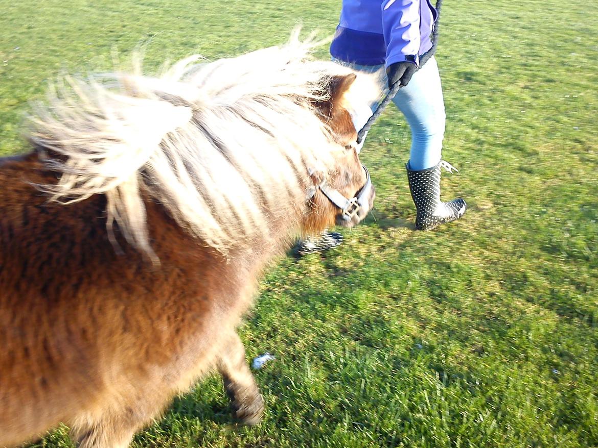 Shetlænder Birkegårdens Feline - Klar til at komme ud og være aktive. billede 10