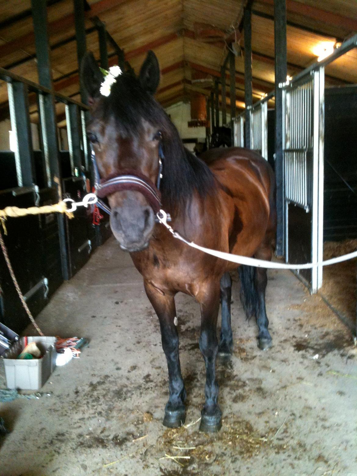 Connemara Jasmin - Jasmin står på staldgangen og hygger med mig:-* billede 4